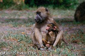 Baboon